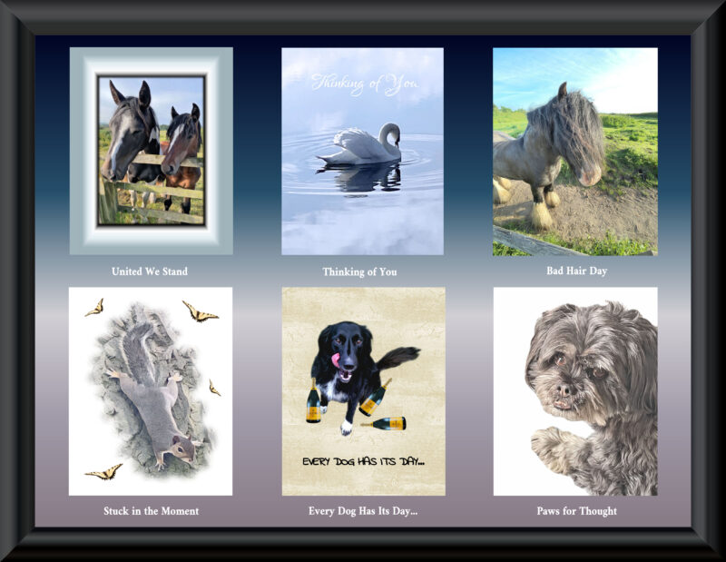 Six awesome animal cards for £12. Includes horses, swan, squirrel and dogs