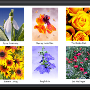 Six fabulous flower cards for £12. Includes Poppies, snowdrop, yellow roses, purple bellflower, wallflower and black-eyed susans for