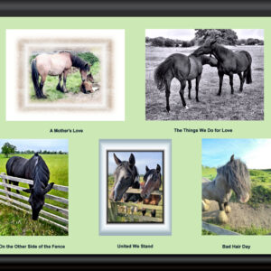 Five different horse cards for £10.