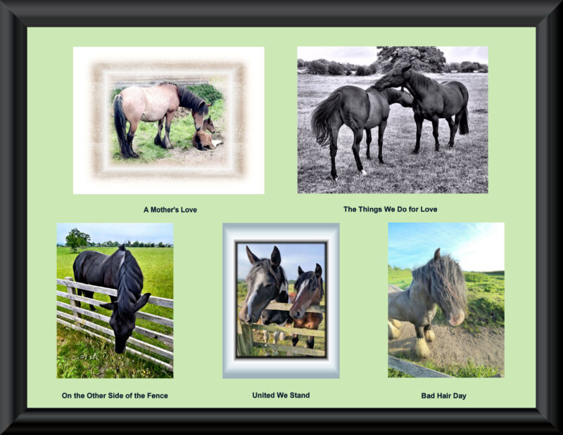 Five different horse cards for £10.