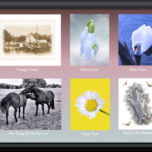 Six cards for £12. Includes snowdrops, daisy, swan, squirrel, barges on swarkestone lock, black and white image of horses