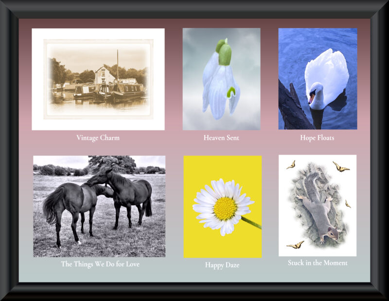 Six cards for £12. Includes snowdrops, daisy, swan, squirrel, barges on swarkestone lock, black and white image of horses