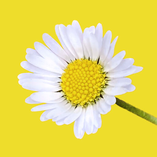 white daisy on yellow background